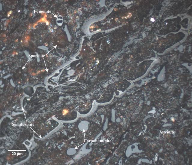 Photomicrograph Atlas- Homepage, USGS: Energy Resources Program