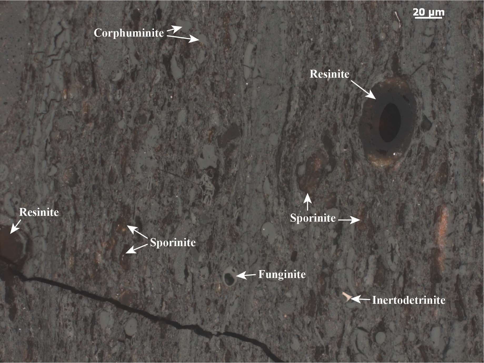 Photomicrograph Atlas- Homepage, USGS: Energy Resources Program